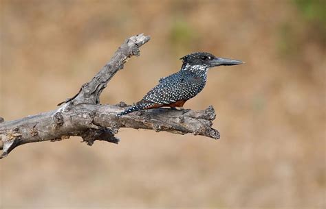 Birding Bwindi – Birds of Bwindi Impenetrable National Park