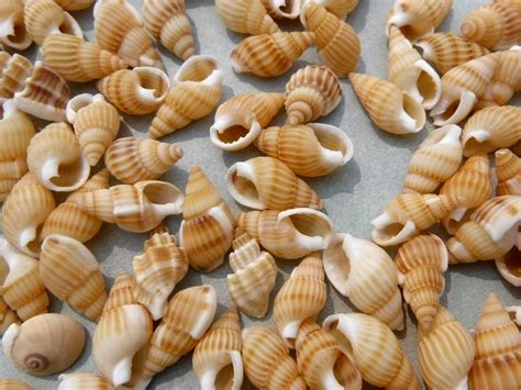 Small Tan Seashells - 100 Shells