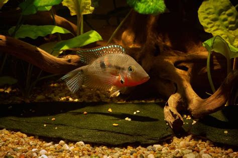 Keeping Firemouth Cichlids Successfully and Peacefully