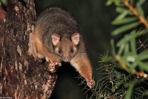 What Do Australian Possums Eat? – Australian Possum Diet & Eating ...