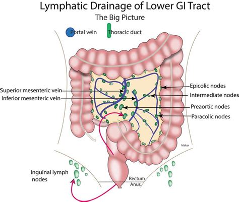 Large Intestine and Anorectum | Basicmedical Key