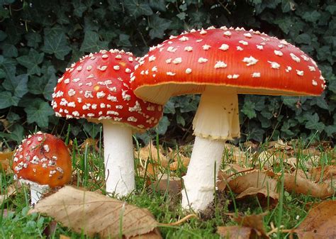 Are Hordes of Mushroom Fanatics Wrecking British Woodland? - The London ...