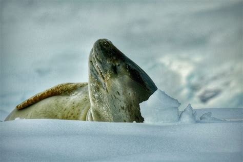 Leopard Seal Teeth - Animals Around The Globe