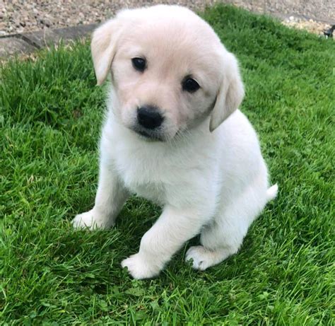 Golden labrador puppies for sale. | in Omagh, County Tyrone | Gumtree