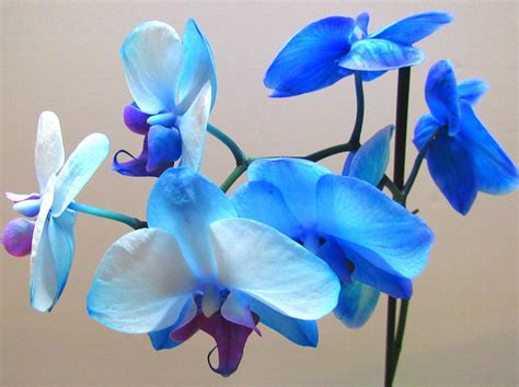 Blue Orchids Photograph by Karen Anderson