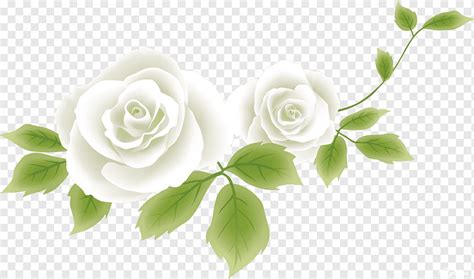 Top 100 rosas blanca png - Abzlocal.mx