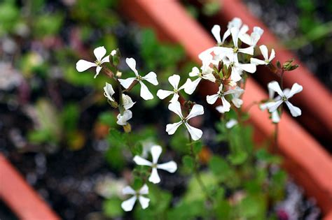 Arugula | Diseases and Pests, Description, Uses, Propagation