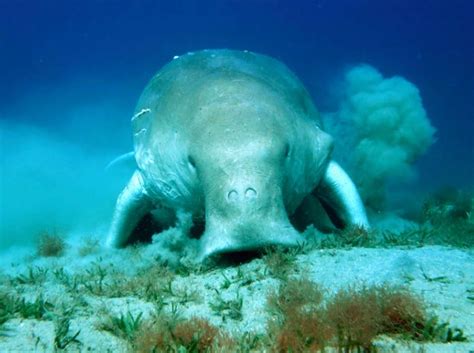 Red Sea Snorkeling www.RedSeaSnorkeling.com | Dugong – a fascinating snorkeling companion