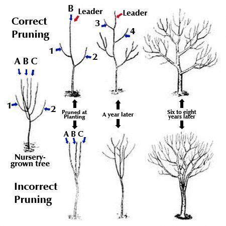 #bonsai trees benefits #Fruit #Pruning #Trees #Young Pruning young fruit trees Pruning young ...