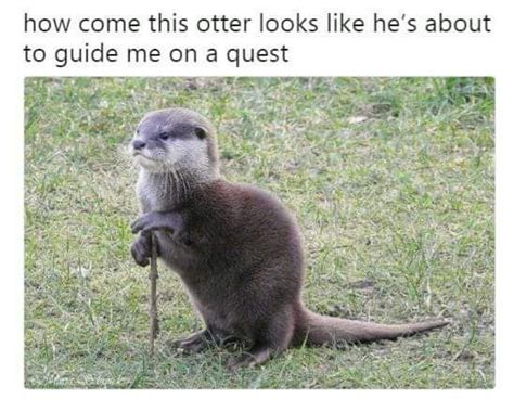 Pin by Jacquelyn Lynne on makes me smile | Cute animals, Otters, Funny animals