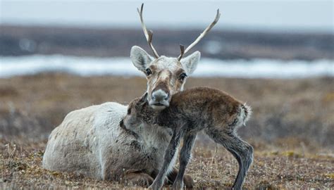 Reindeer have many adaptations to survive the cold. Their hooves expand ...