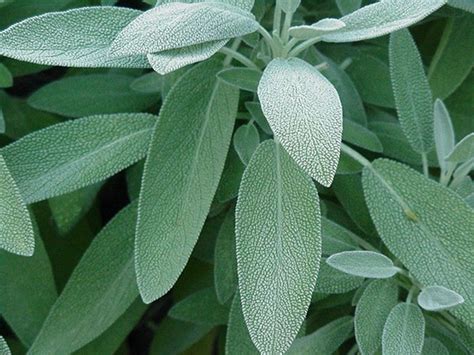 Sage facts and health benefits