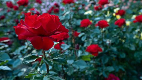 Garden Roses vs. Roses: 10 Differences to Know - A-Z Animals