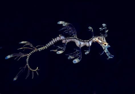 Baby leafy sea dragon, approximately one week old (Phycodurus eques ...