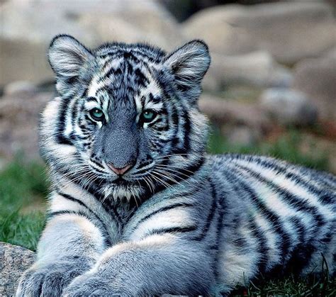 Maltese blue tiger cub | Cats of ALL Kin.... | Pinterest