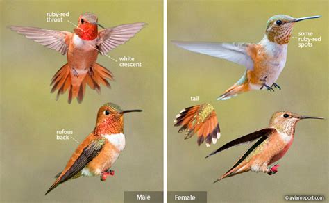 Hummingbird Identification: An Illustrated Guide to all 14 North American Species - Avian Report