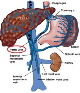 Vena Portal : Pengertian - Fungsi - Resiko Penyakit - HaloSehat