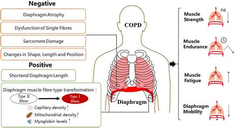 Frontiers | Diaphragm Dysfunction and Rehabilitation Strategy in Patients With Chronic ...