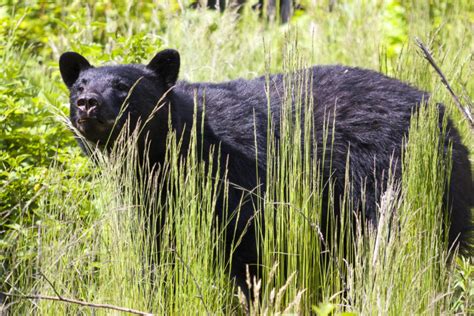 What makes the Sooke region ‘Wild by Nature’? - West Coast Traveller