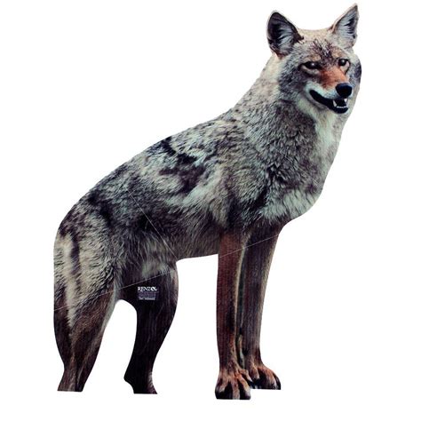 Bird B Gone Coyote Decoy (2 units per pack)-COY400 - The Home Depot