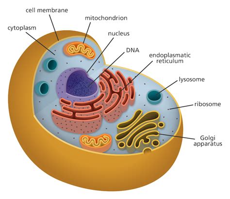 The Cell: Theory & Structure - HubPages