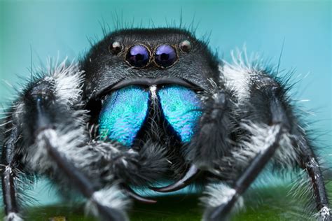 Colin Hutton Photography | Spiders | Bold Jumping Spider - Phidippus audax