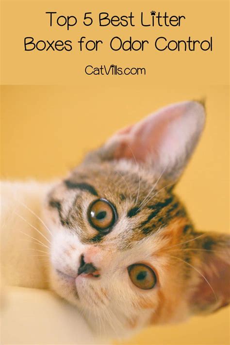 5 Best Cat Litter Boxes for Odor Control