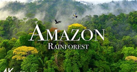 Amazon Rainforest: A Quick Dive.