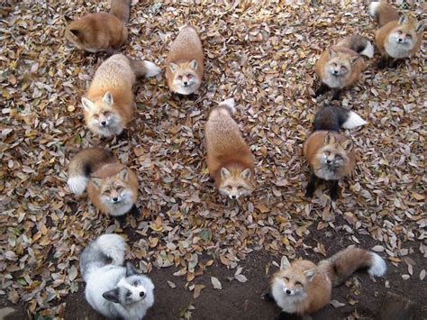 Zao Fox Village, a Sanctuary in Japan Where Foxes Roam Freely