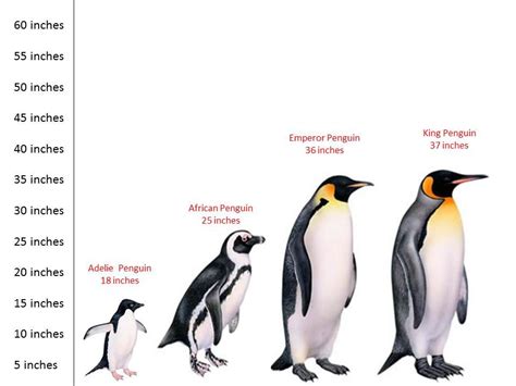 Penguin Theme for Preschool - blog.childcarelounge.com | Penguins ...