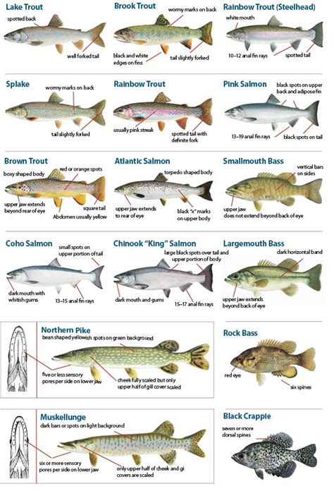 21 best Fishing | Michigan's Fish and Aquatic Species images on Pinterest | Fishing, Fishing ...