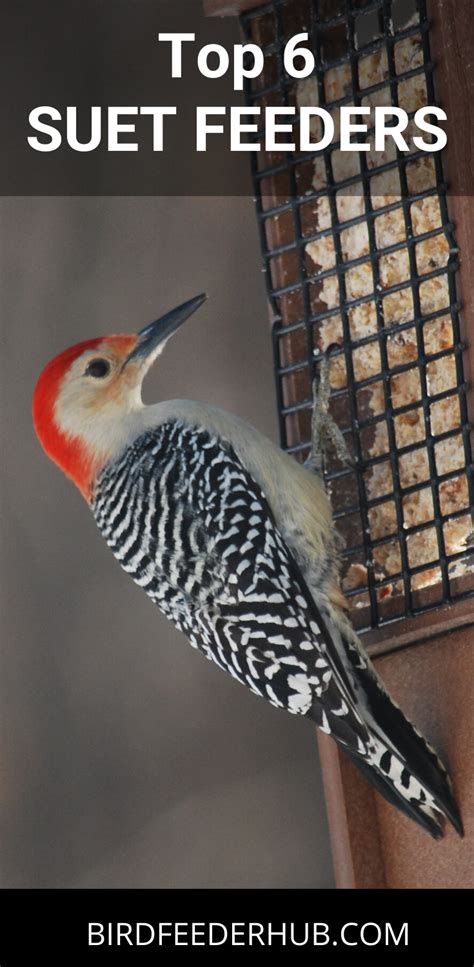 Best Suet Feeders For Woodpeckers (6 Great Choices) - Bird Feeder Hub | Suet feeder, Feeder ...