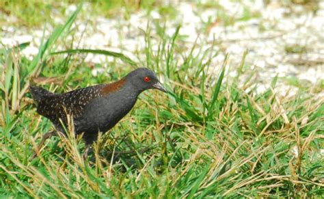 Black Rail Bird Population Sinking Fast as Rising Sea Level Drowns its Habitat - Talbot Spy