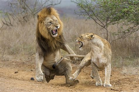 HD wallpaper: lion, fight, lioness, attack, animal themes, mammal, animal wildlife | Wallpaper Flare