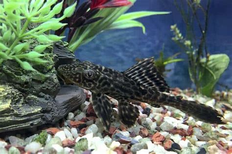 Plecostomus Care Guide: Care Sheet, Tank Mates, Diet, Breeding & More