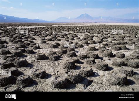 Old nesting colony of Lesser Flamingo {Phoeniconaias minor} Lake Natron, Tanzania. Lesser ...