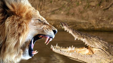 Lions and Crocodile fight on the river - YouTube