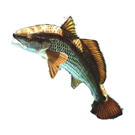 Fish PNG Transparent Images | PNG All