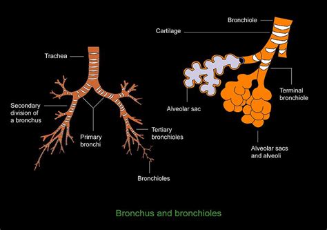 Bronchus And Bronchioles, Diagram Photograph by Francis Leroy, Biocosmos