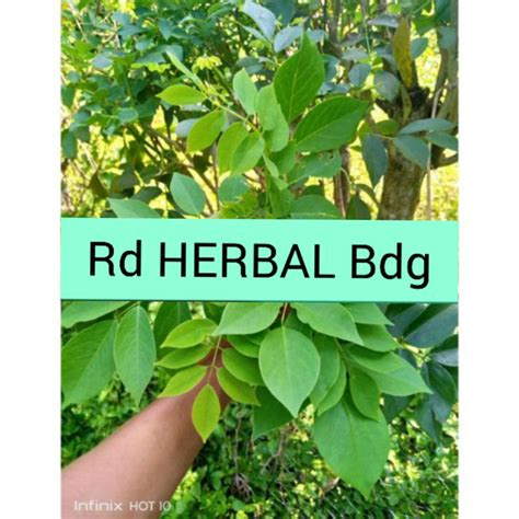 Jual Jual daun gamal atau cangkringan 1kg segar | Shopee Indonesia