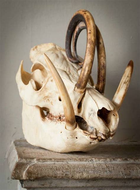 Barbarousa (indonesian wild pig) skull, 19th century | Huesos del craneo, Cráneos y calaveras ...