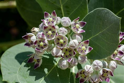 Calotropis R.Br. | Plants of the World Online | Kew Science