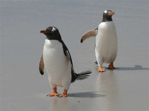 Gentoo Penguin - BioExpedition