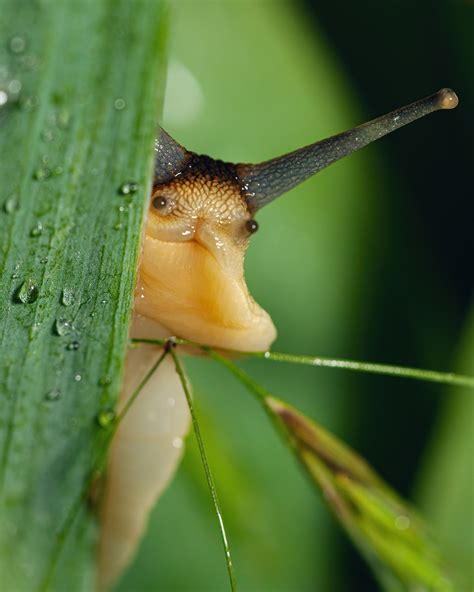 Cute snails on Behance