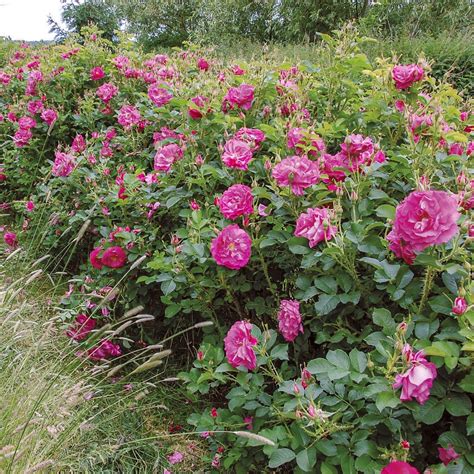 Wild Edric | English Shrub Rose | David Austin Roses