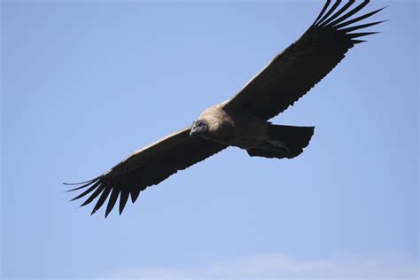 Flying Andean Condor photo and wallpaper. All Flying Andean Condor pictures