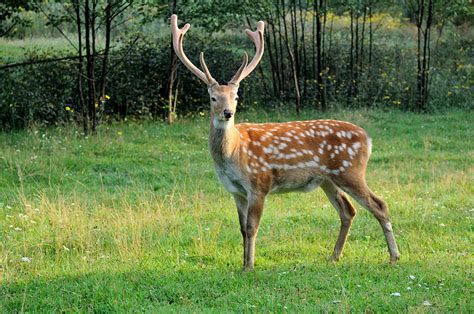 Sika Deer For Sale - Cold Creek Ranch Texas