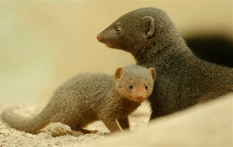 Photo: baby mongoose born at the Bronx Zoo