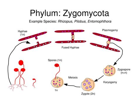 PPT - Fungi Reproduction PowerPoint Presentation, free download - ID:1220064