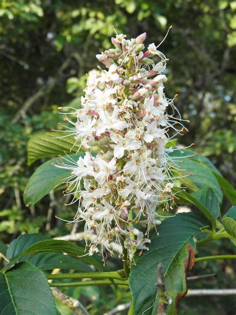 buckeye-flower-vertical – Nature in Novato